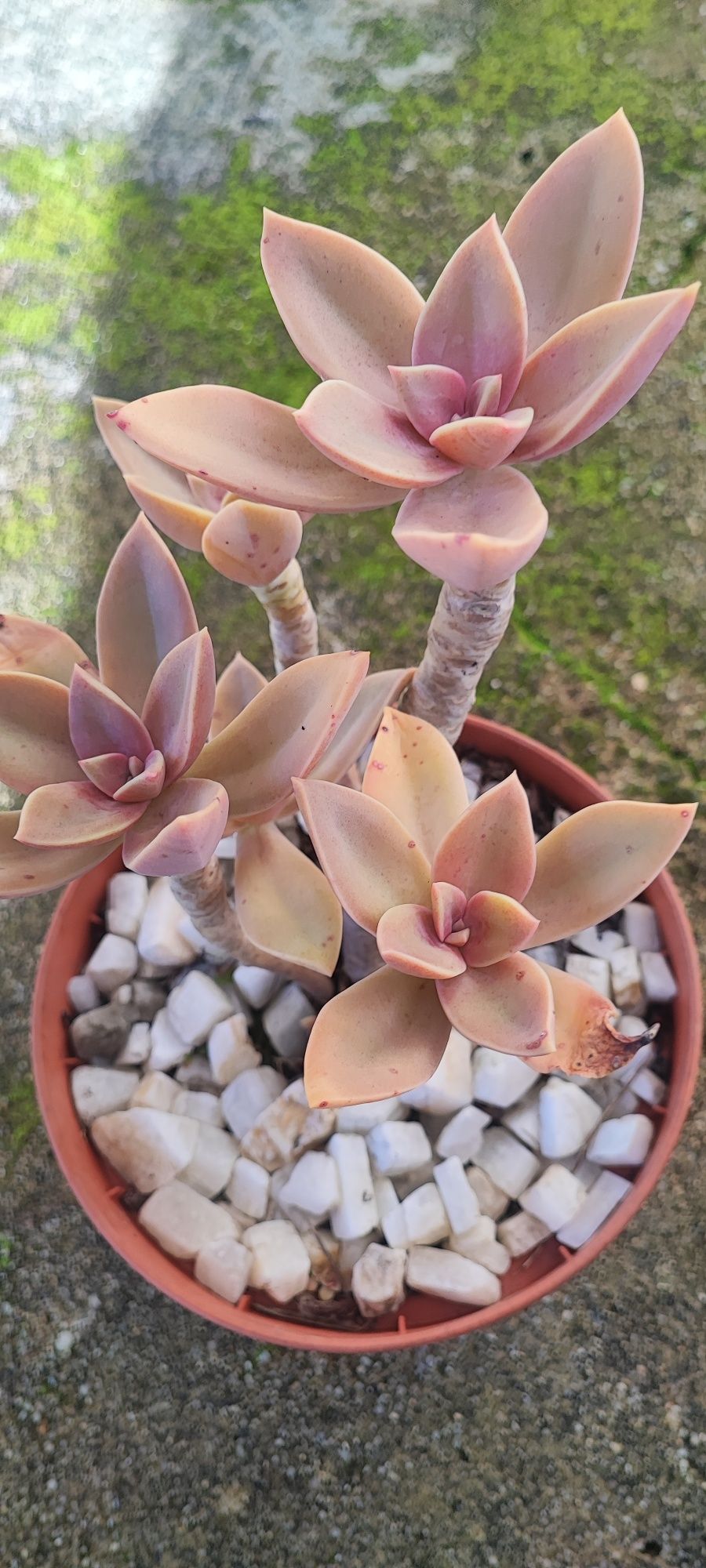 Planta suculenta