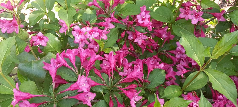 Кампсис  вейгела лапчатка жимолость бересклет гібіскус