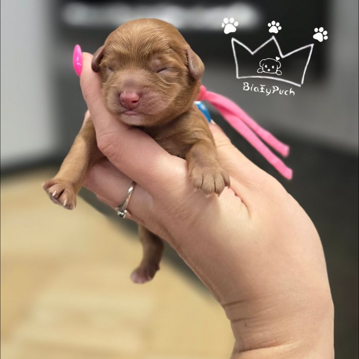 OSTATNIA Suczka Cavapoo cavadoodle pudel toy  red badania paszport wy