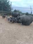 В'єтнамські поросята