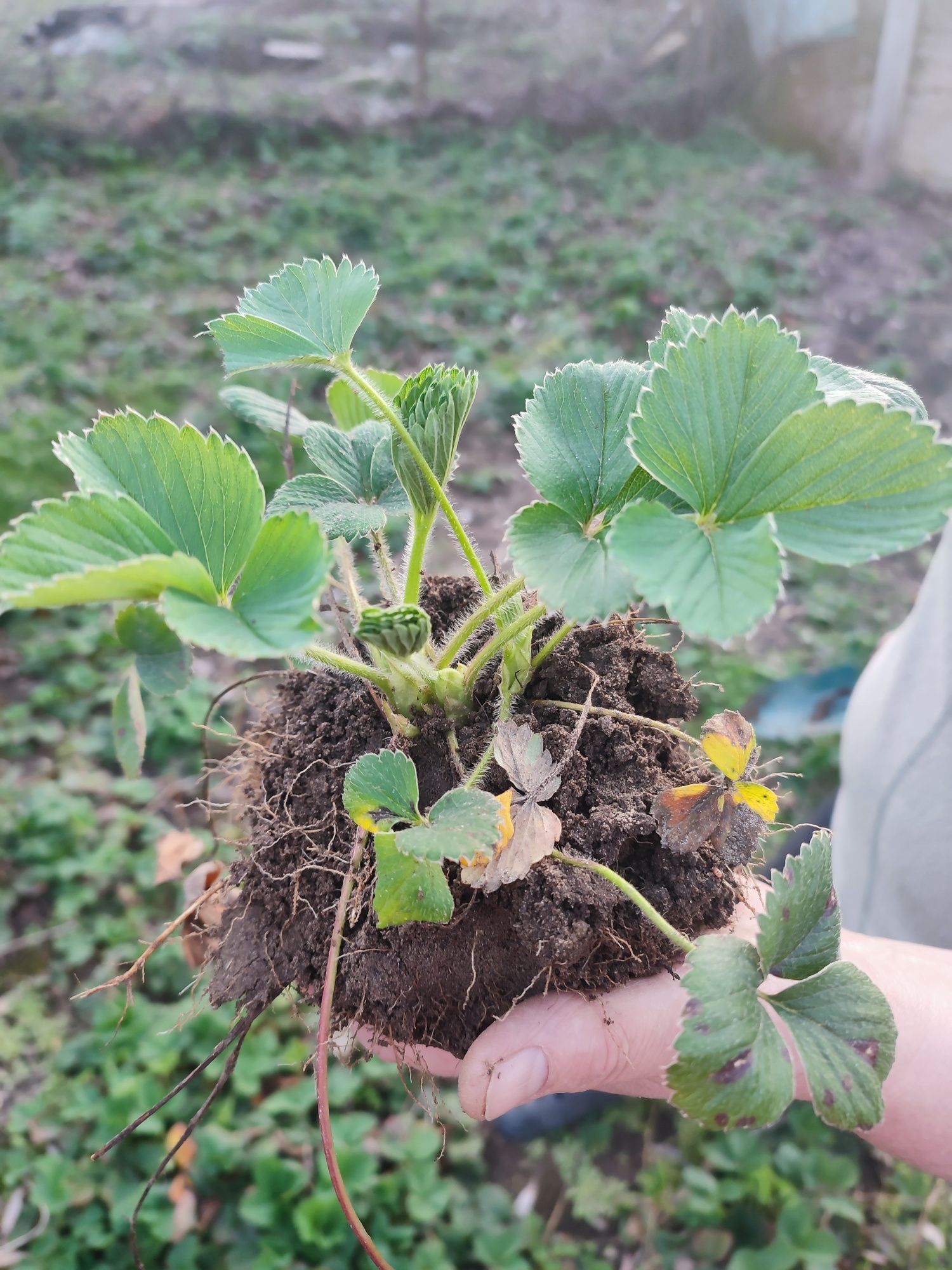 Truskawka sadzonki 20 szt kopane słodkie