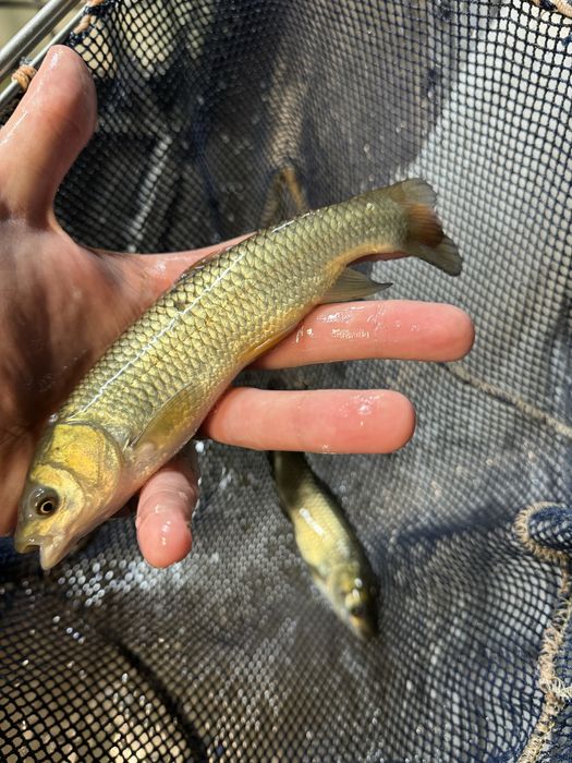 Narybek pstrąga tęczowego patrągi tęczowe stawowe ryby do stawu