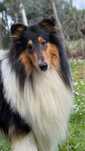 Rough Collie - Lassie