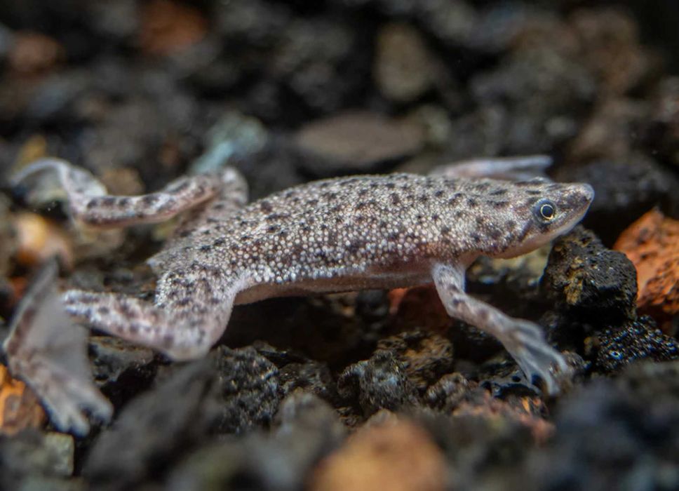 Żaba - Karlik szponiasty - Hymenochirus boettgeri - dowóz, wysyłka