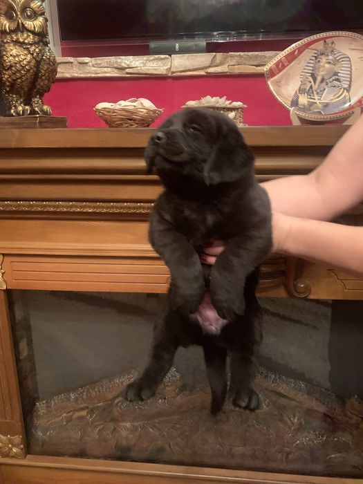 Продам цуценят Лабрадорів