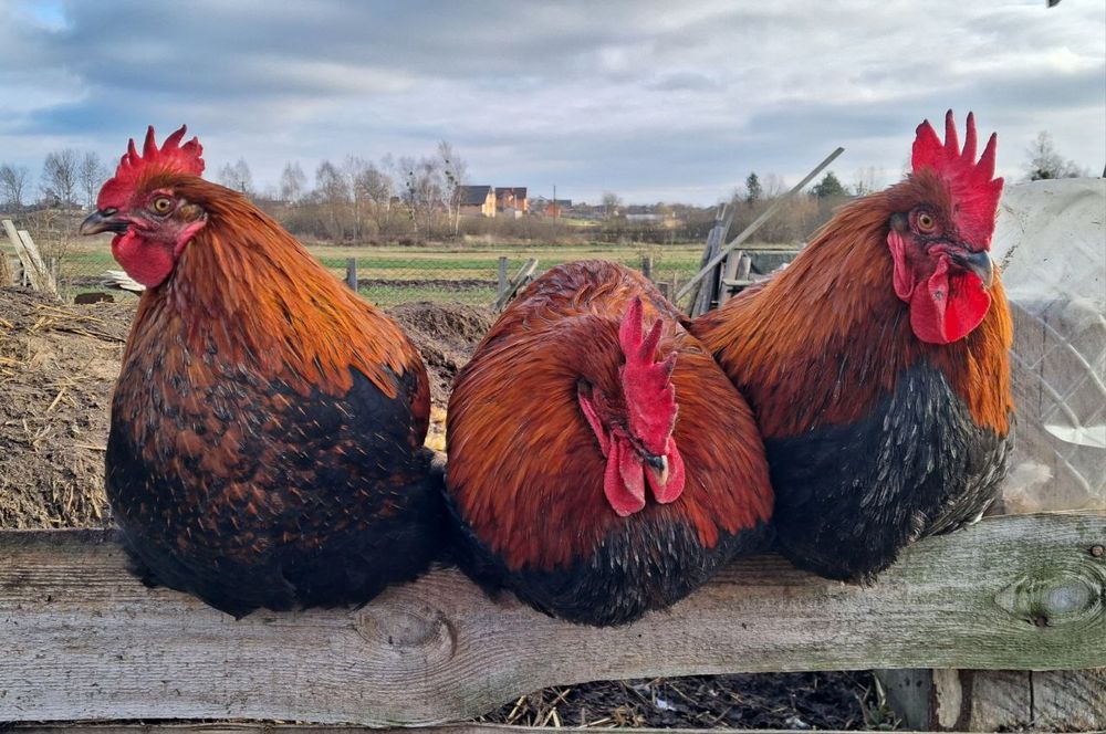 Півень Маран Чорно-Мідний