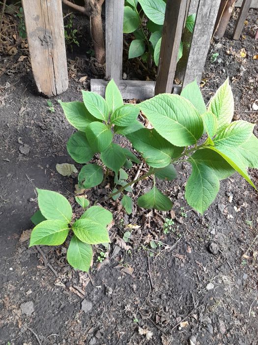 Гортензия розовая садовая