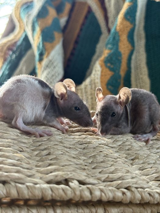 Szczurki samiczki łyse rex fuzz double rex