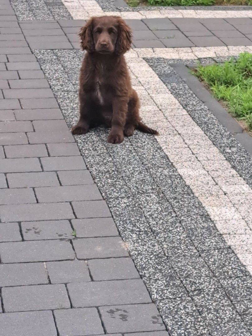 Szczeniaki cocker spaniel