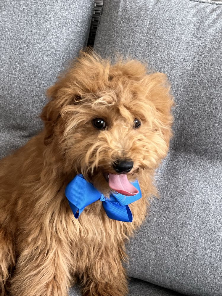Cudowny cavapoo do odbioru