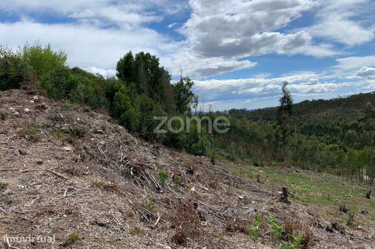 Terreno para exploração florestal e agrícola - Santa Justa, Valongo