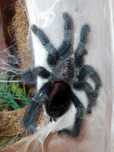 Avicularia metallica dorosły samiec