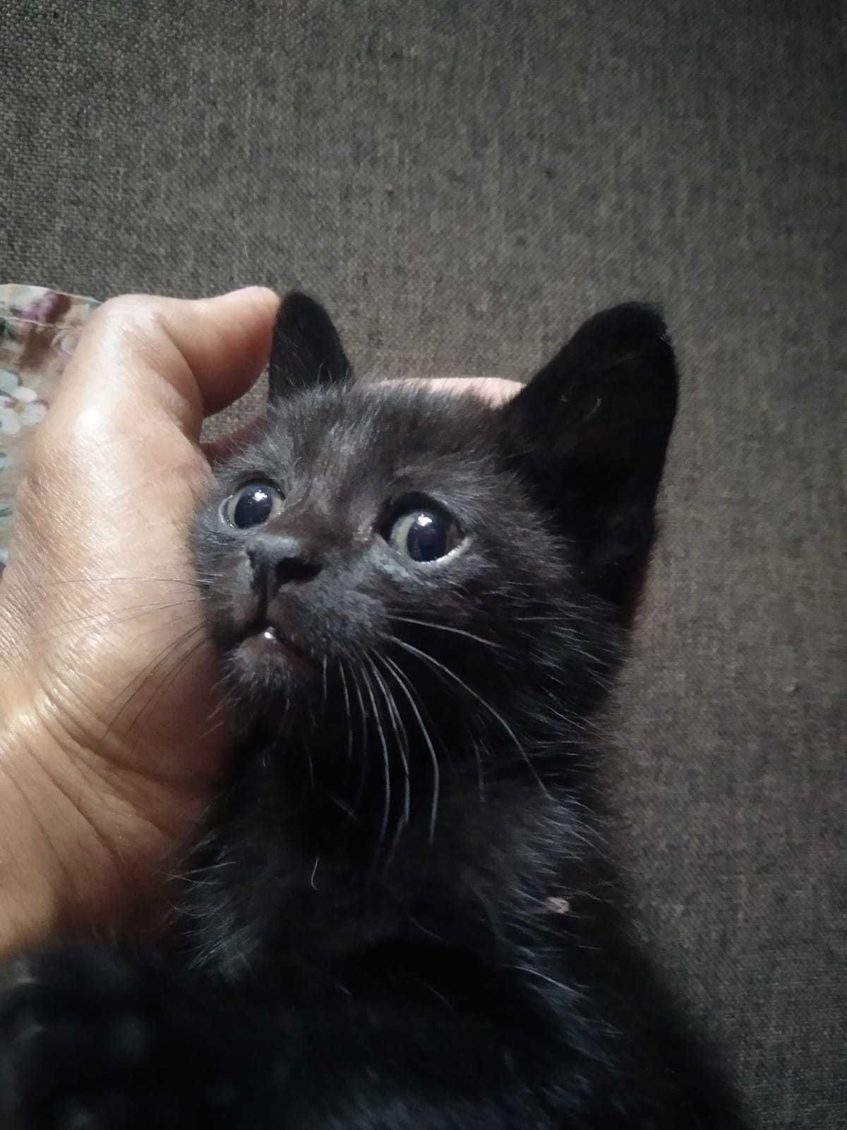 Gato para adopção responsável