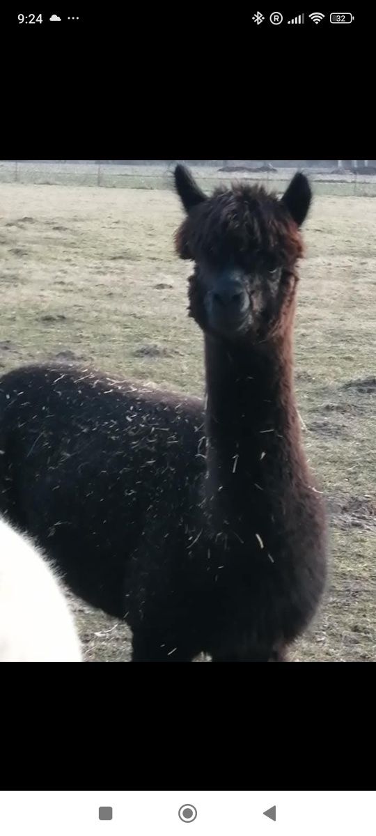 Sprzedam alpake Czarnula rasa HUACAYA