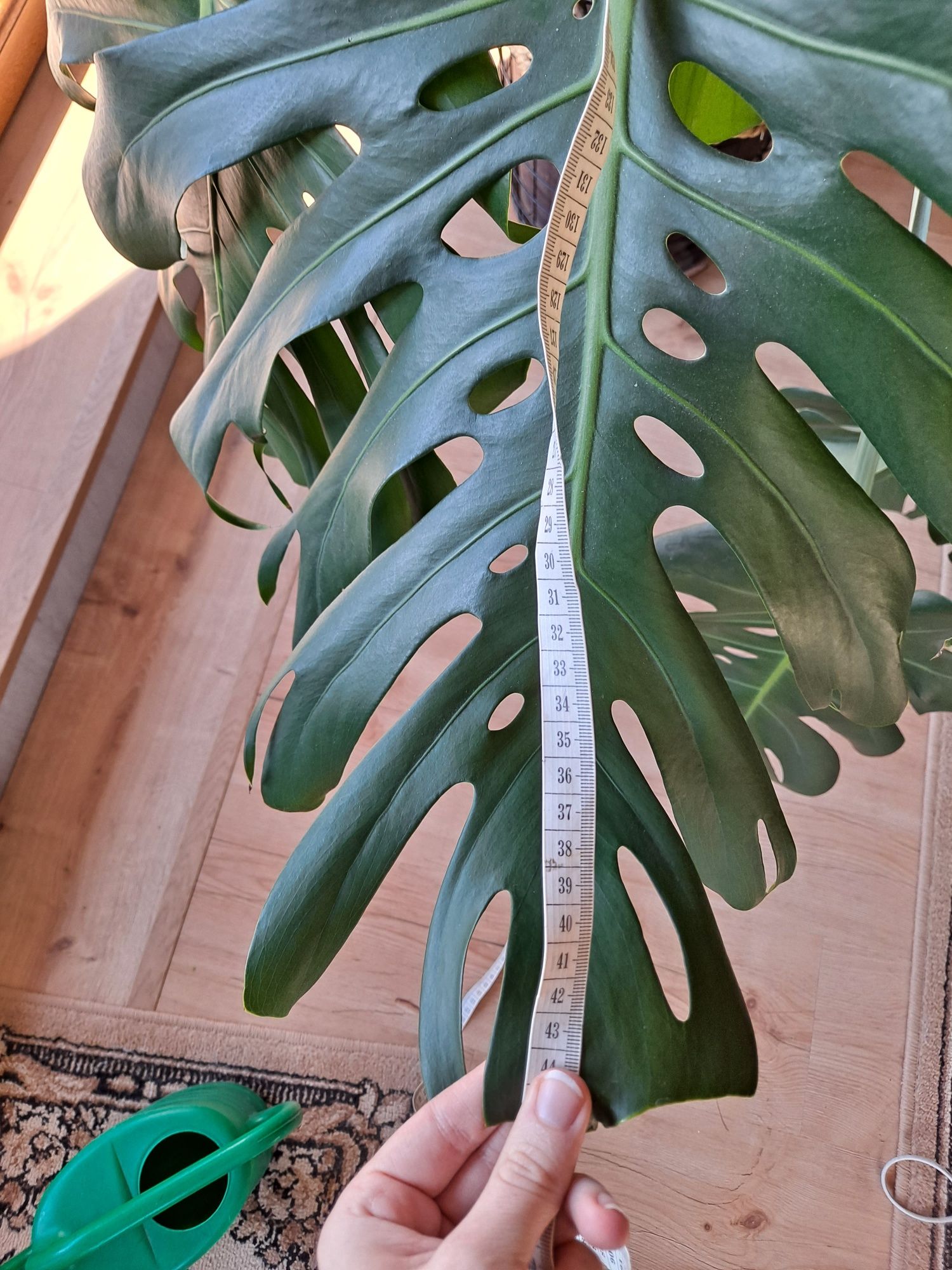 Monstera deliciosa