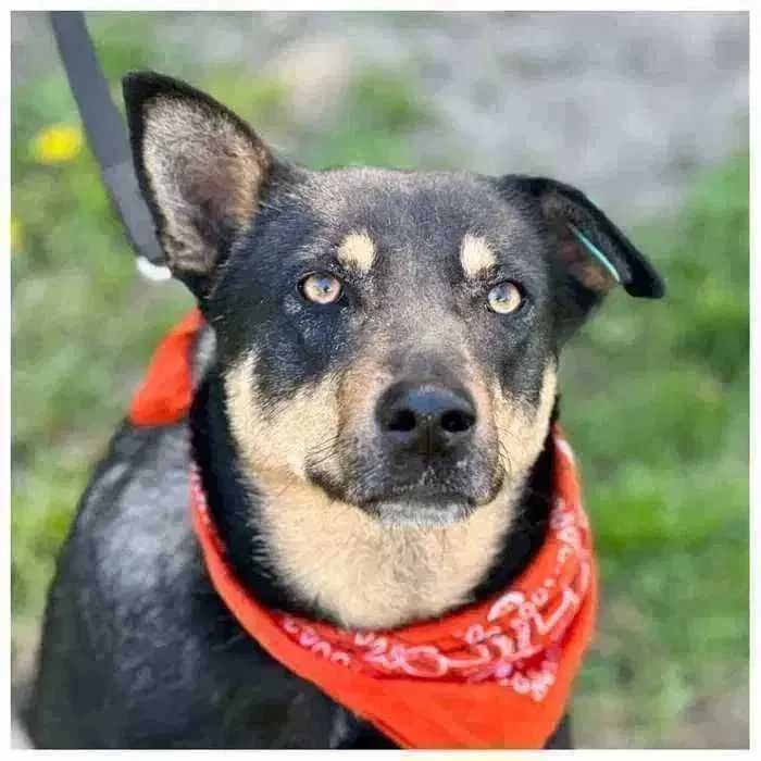 Китти, контактная активная собака