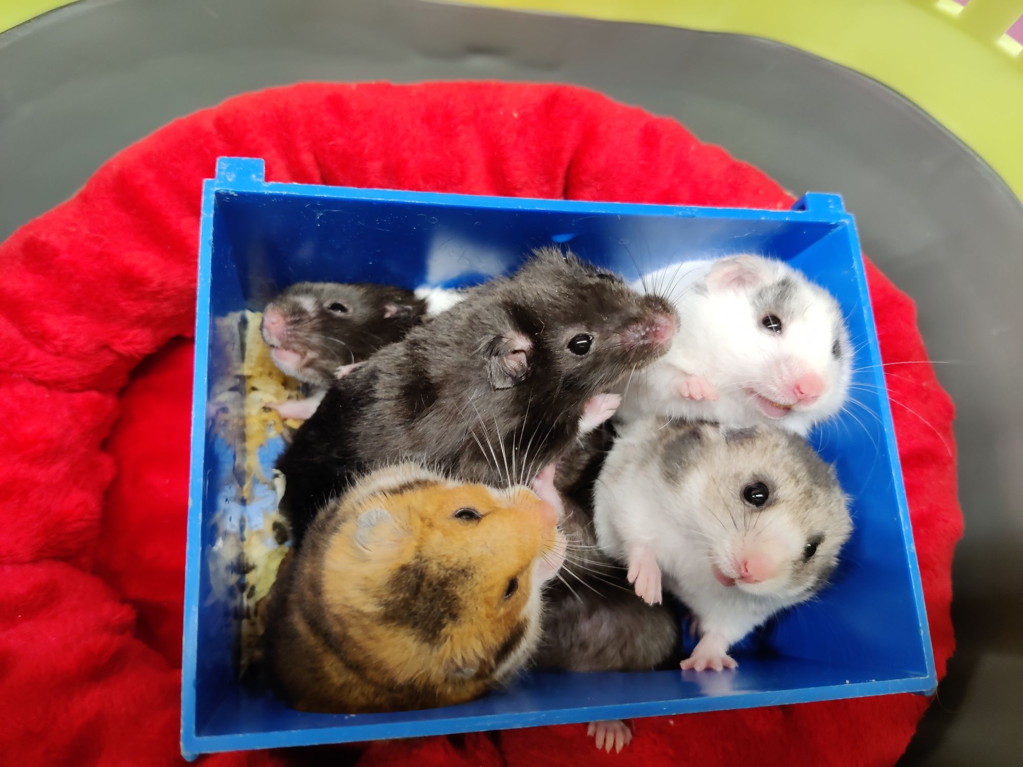 Chomiki syryjskie młode ,zdrowe ,zadbane sklep zoo Julianowska 7b Łódź