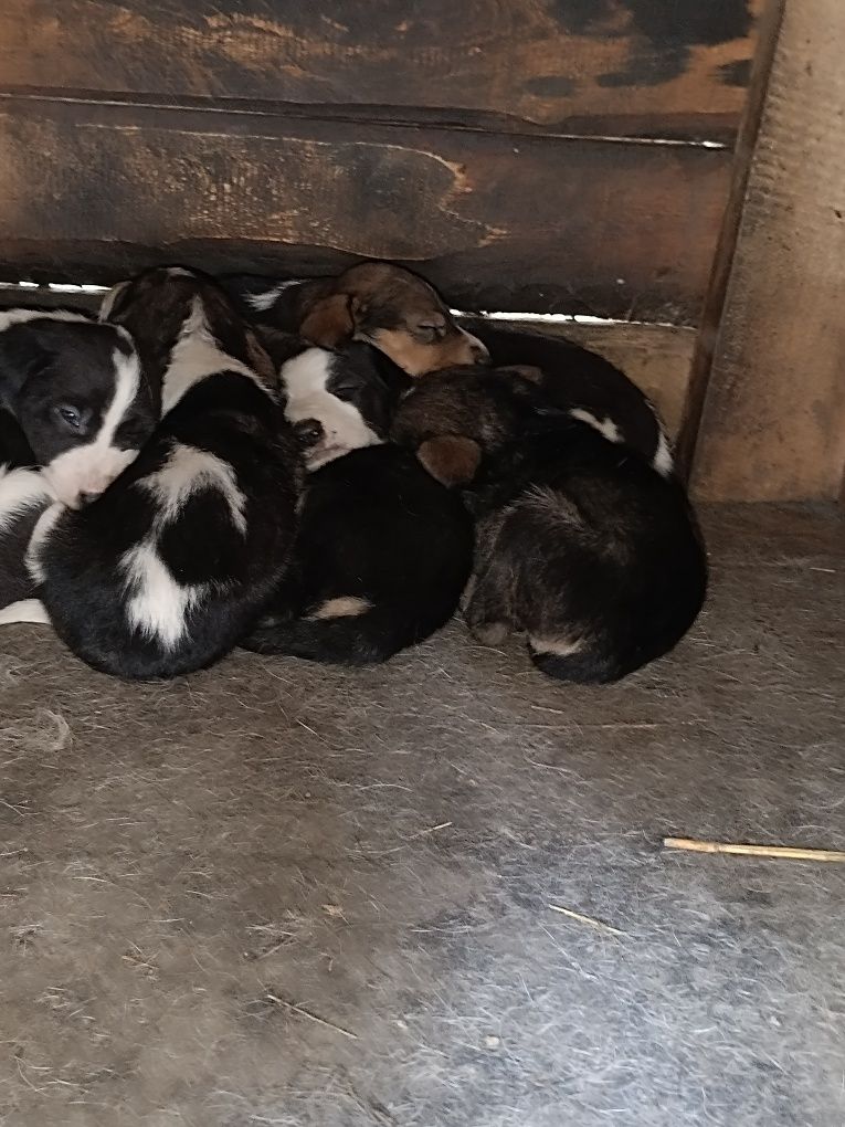 Продам щенят охотнячі . Руська гонча