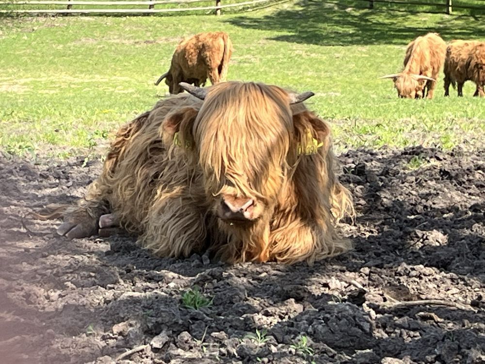 Highland 3 jałówki