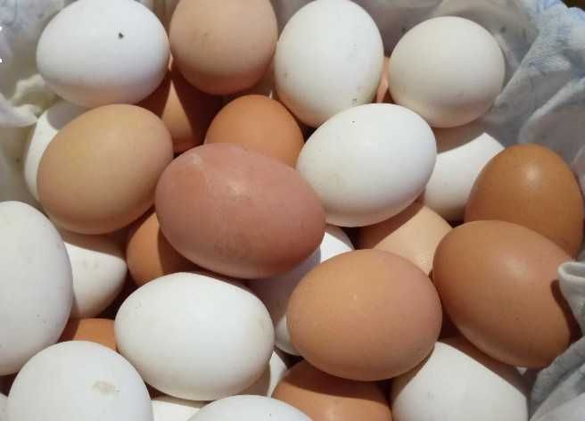 Яйця курячи домашні