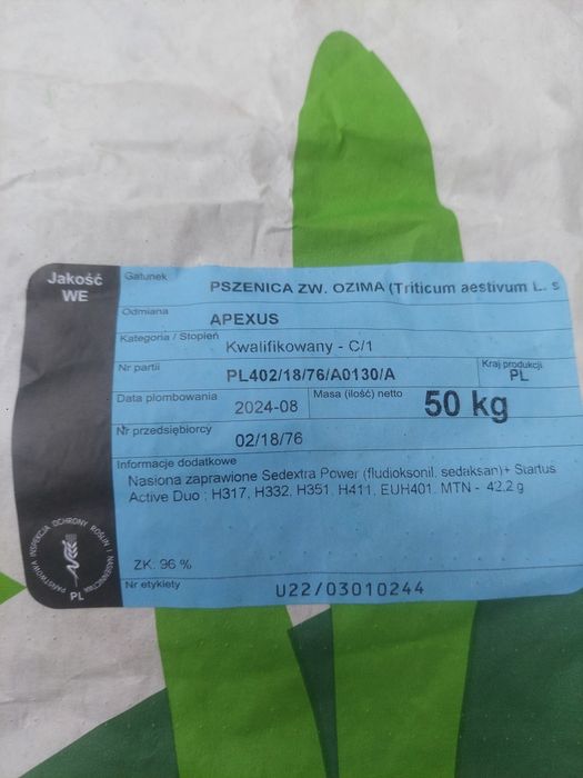 Pszenica oścista ozima apexus