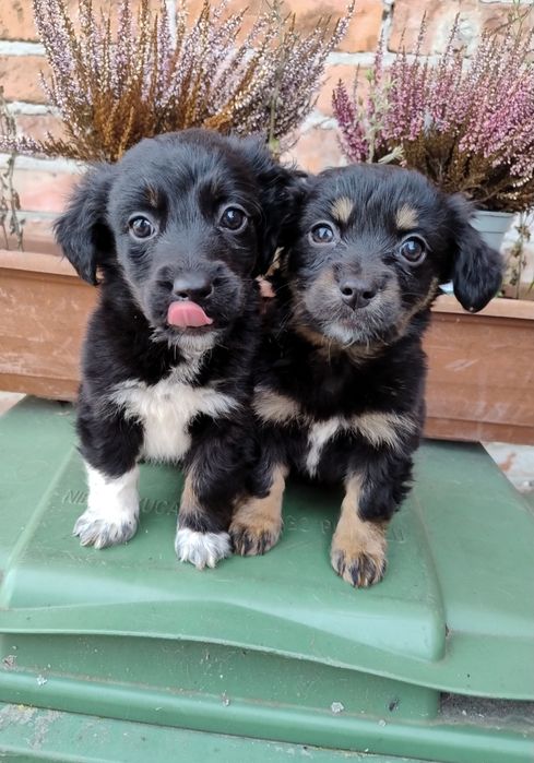 Czarne kuleczki szczeniaki.