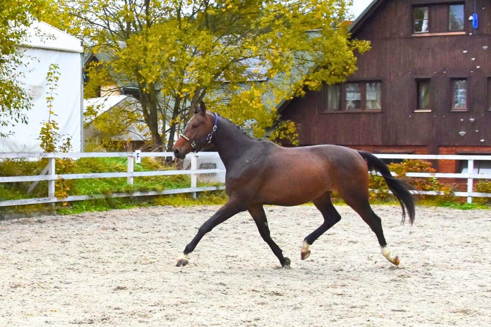 Sprzedam młodego, perspektywicznego wałacha do ujeżdżenia lub wkkw