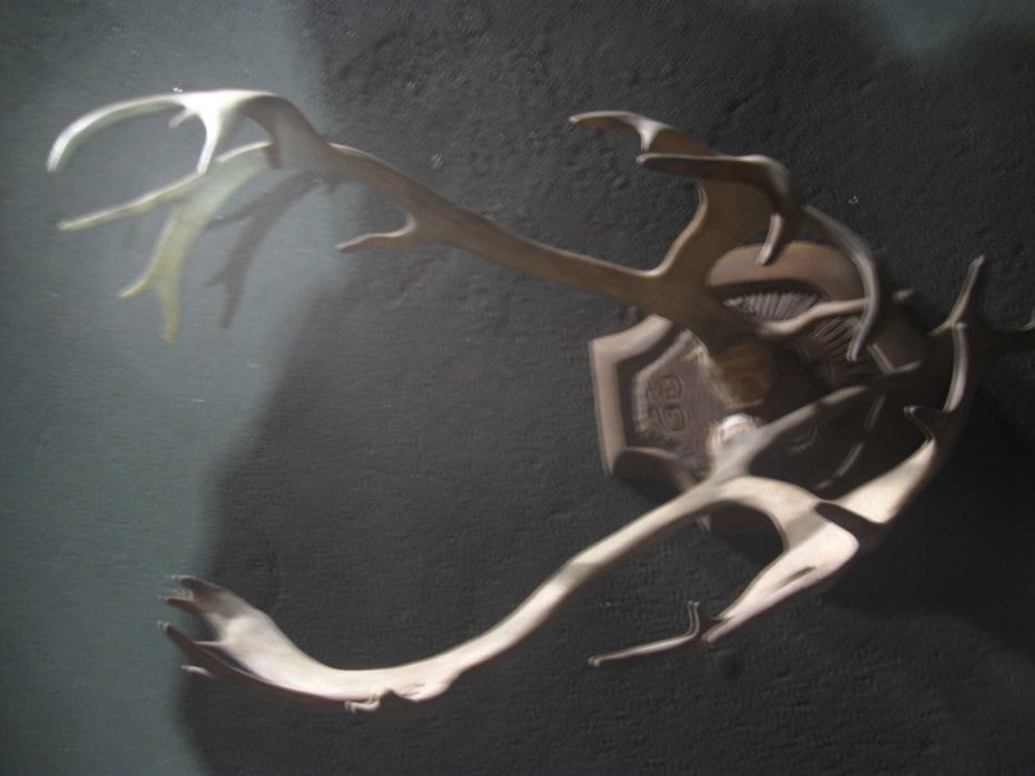 Роги оленя для оздоблення приміщень