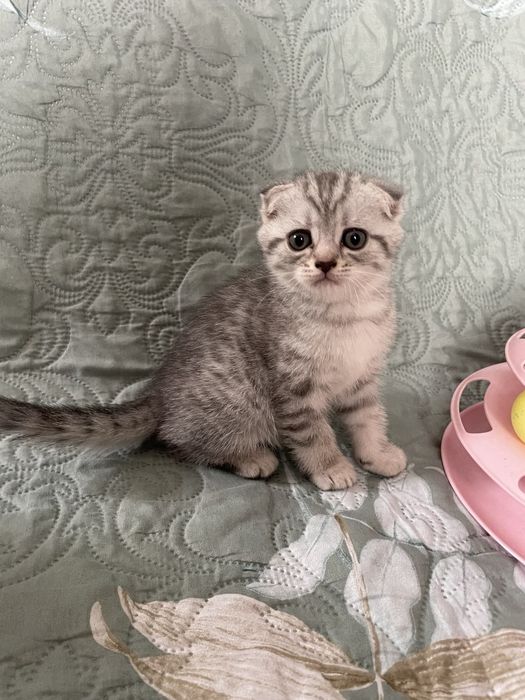 Кошенята котята шотландські котики британці