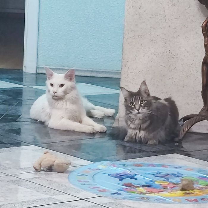 Кот Мейн-Кун для случки белый