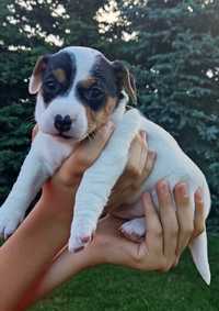 Jack Russell terrier suczka