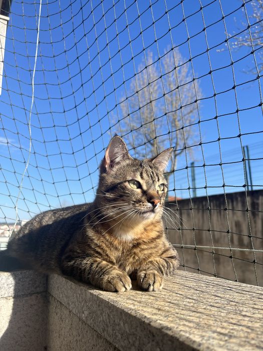 Adoção de duas gatas