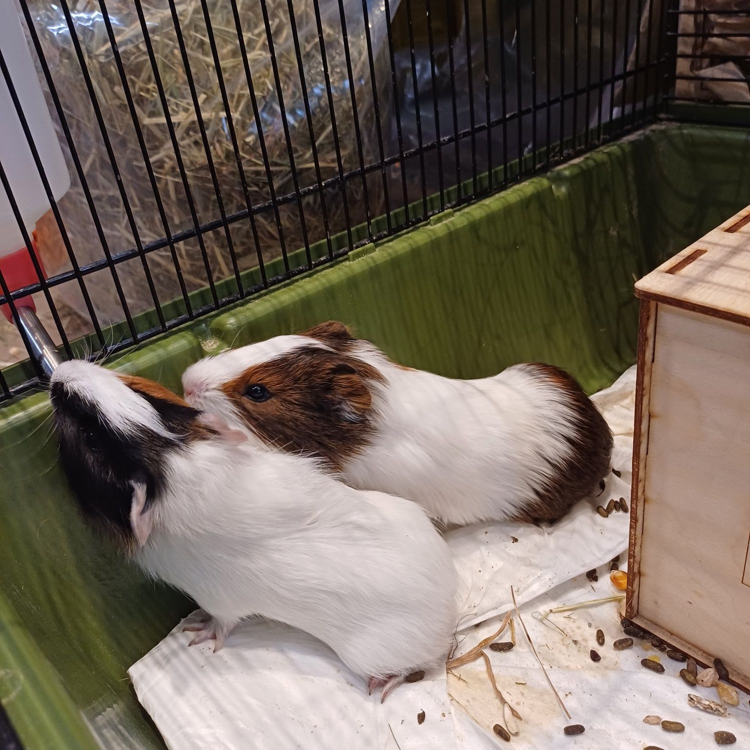 Świnka Morska Białystok sklep zoologiczny DOBRY GUCIO