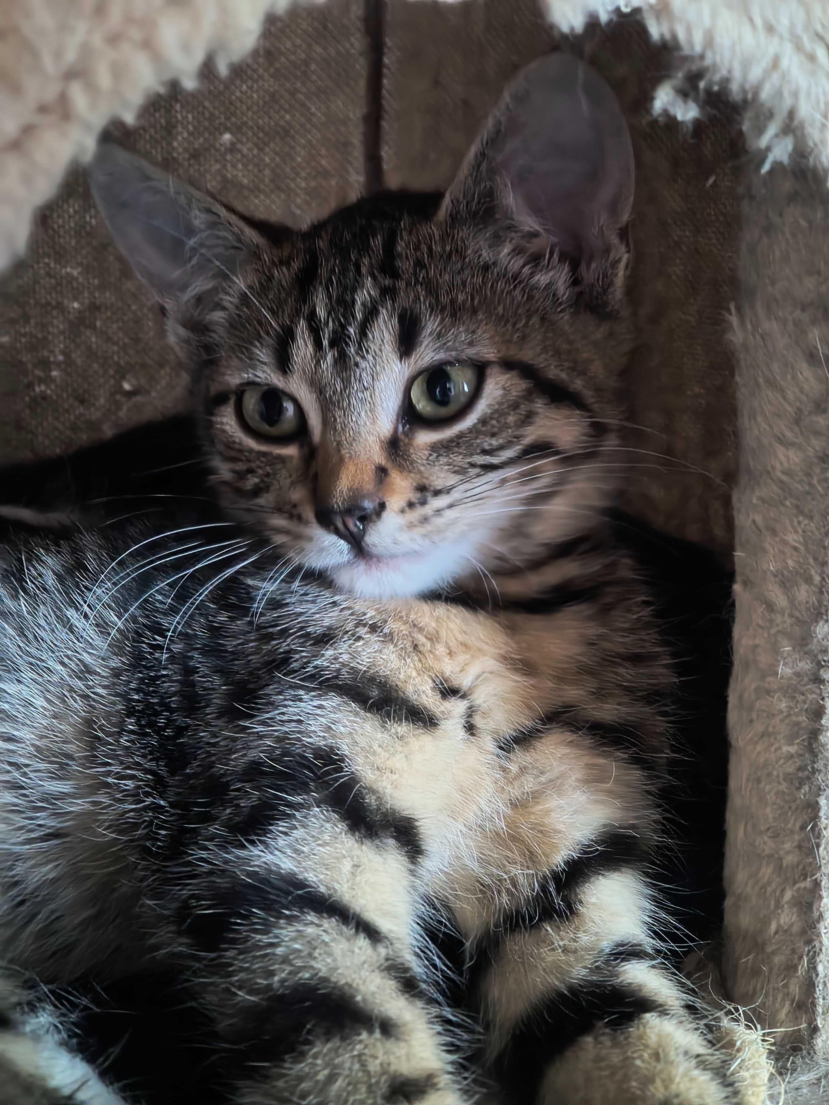 Zoe - kotka do adopcji