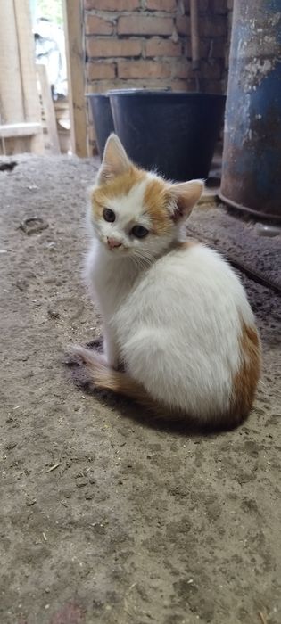 Віддам у хороші руки