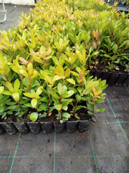 Medronheiros para construção de sebes e/ou produção de medronhos