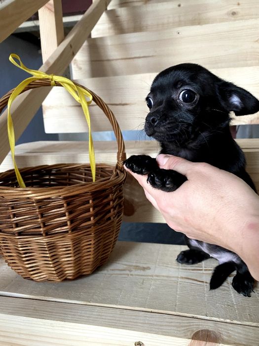 Чіхуахуа гарненькі