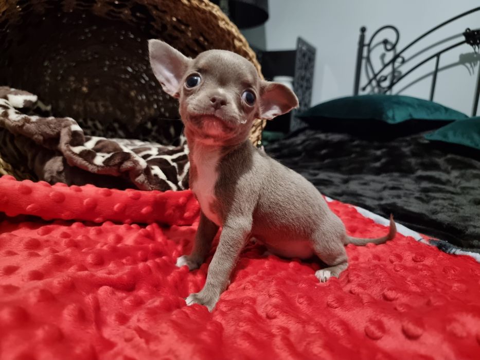 Liliowy maluszek chłopiec Chihuahua