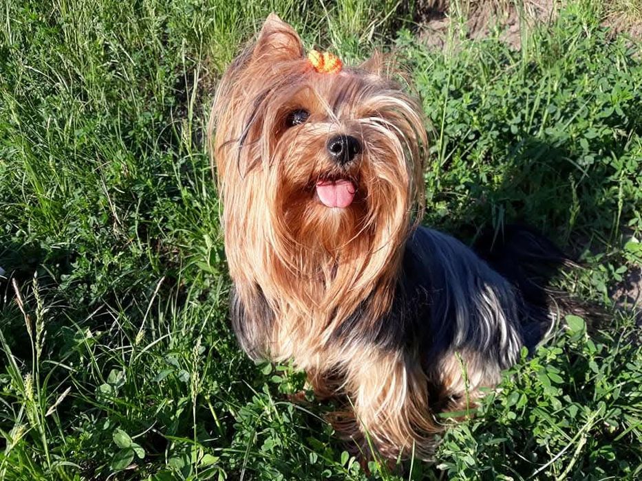 Йорк щенок . 16. 09. 25.