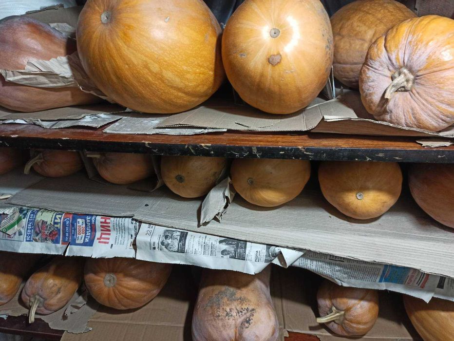 Гарбуз,тиква,кабак домашня, Продам кабак, тыква гитара,насіння,