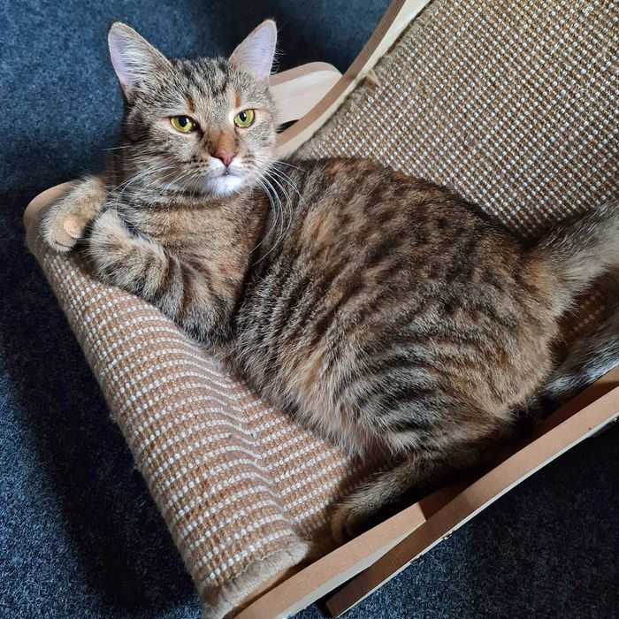 Молода киця смугаста до року