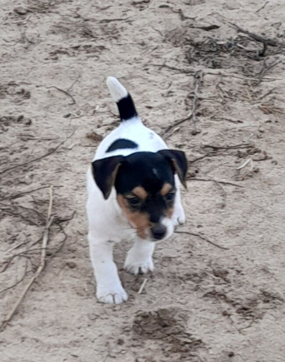 Jack Russell Terrier