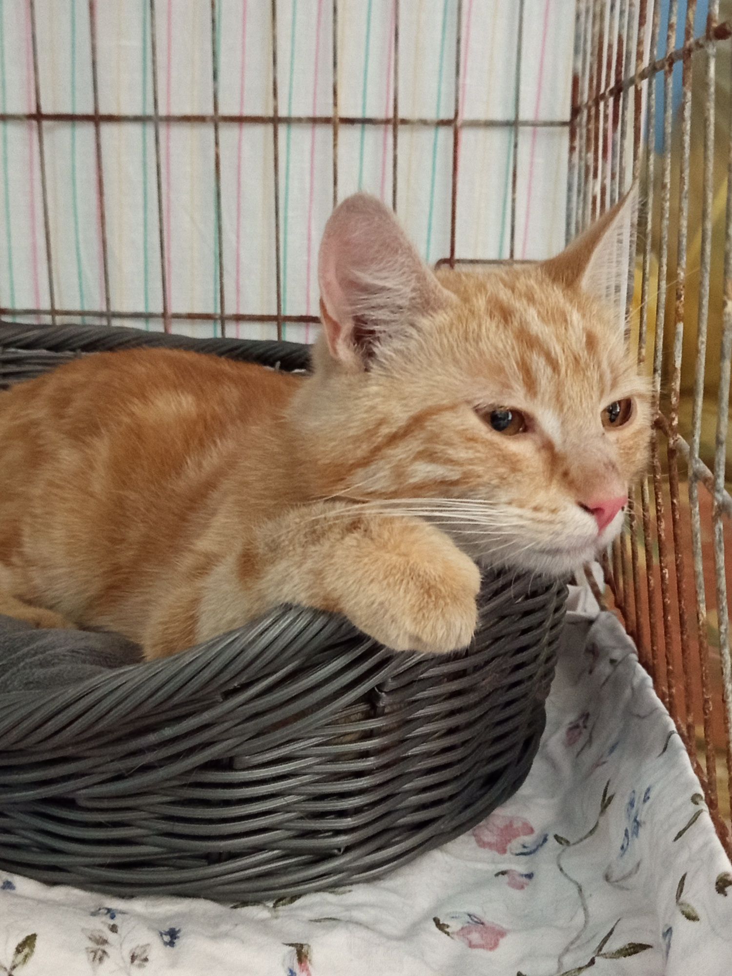 Rudy Summer poleca się do adopcji