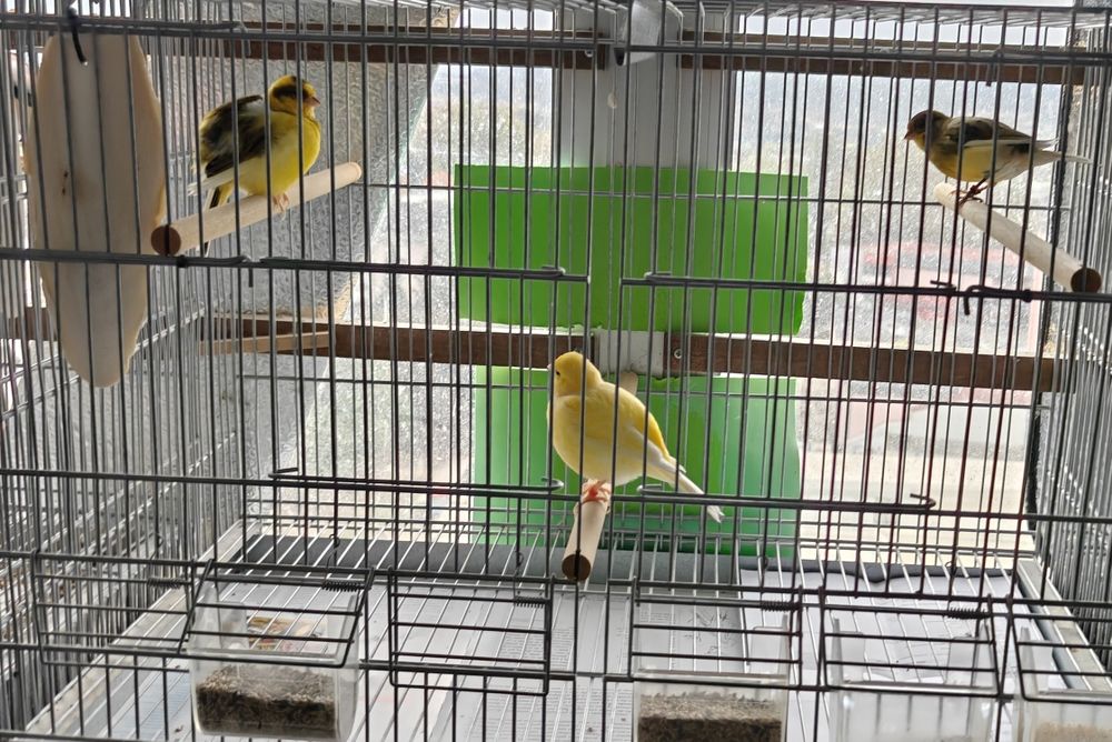 Canários Five Francy.