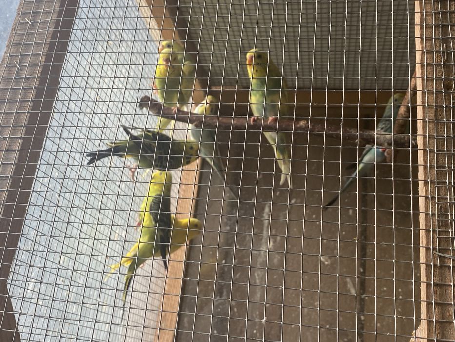 Sprzedam papuszki faliste