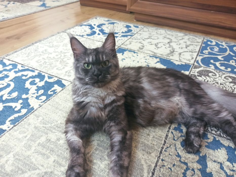 Maine Coon-kocurek po Championie