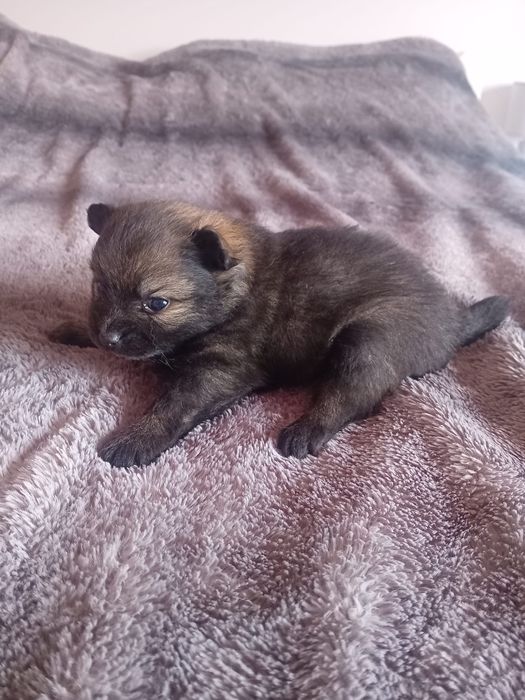 Spitz alemã anã sable