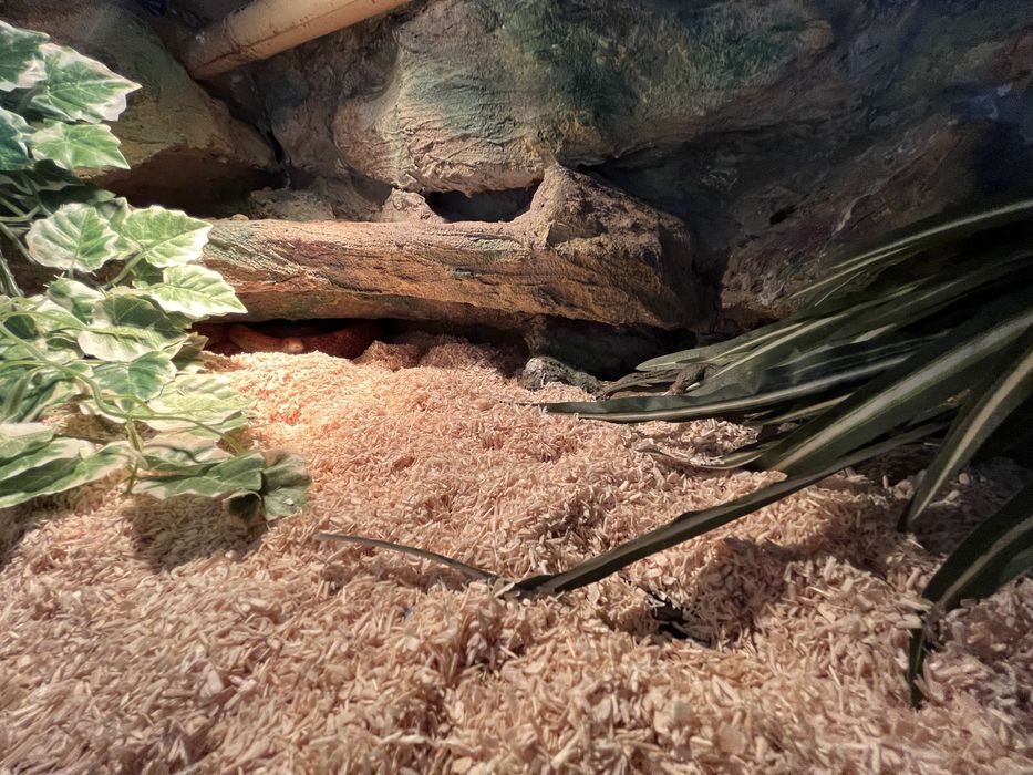 Wąż zbożowy z terrarium 120x40x40 pełne wyposażenie