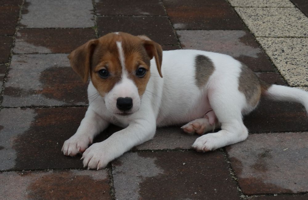 Jack russell Terrier piesek suczka