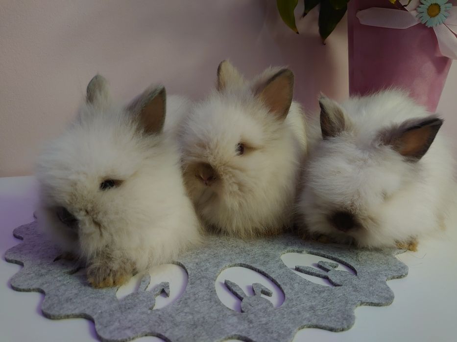 Króliki Karzełki Teddy